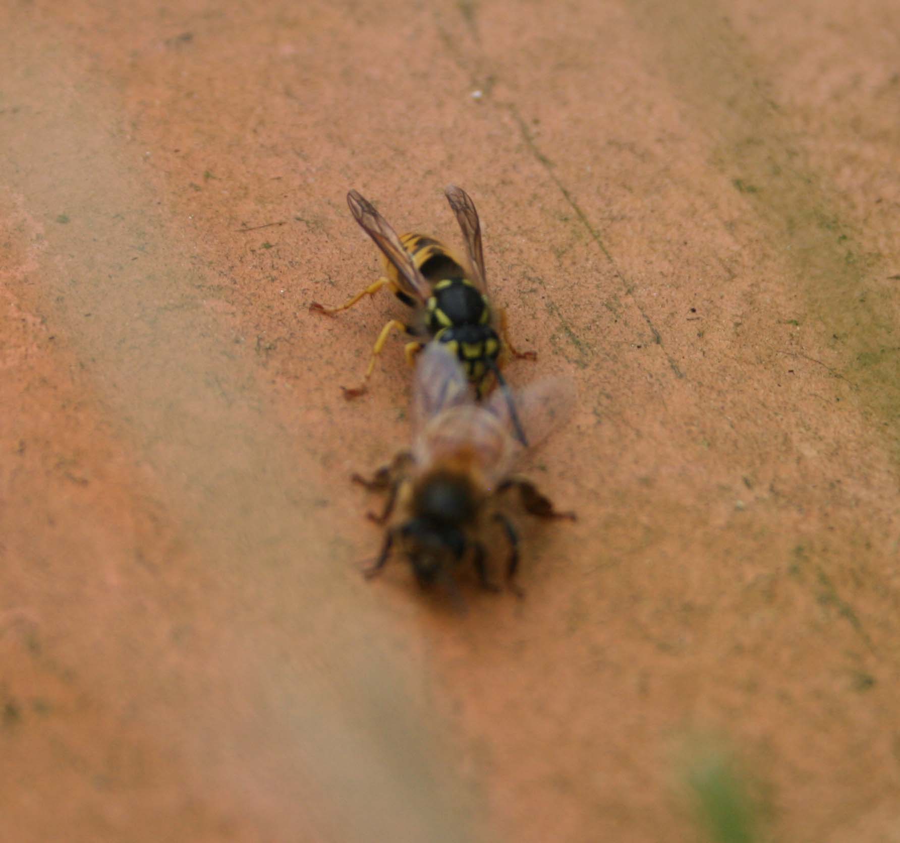 wasps-attacking-bees 067a.jpg